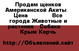 Продам щенков Американской Акиты › Цена ­ 25 000 - Все города Животные и растения » Собаки   . Крым,Керчь